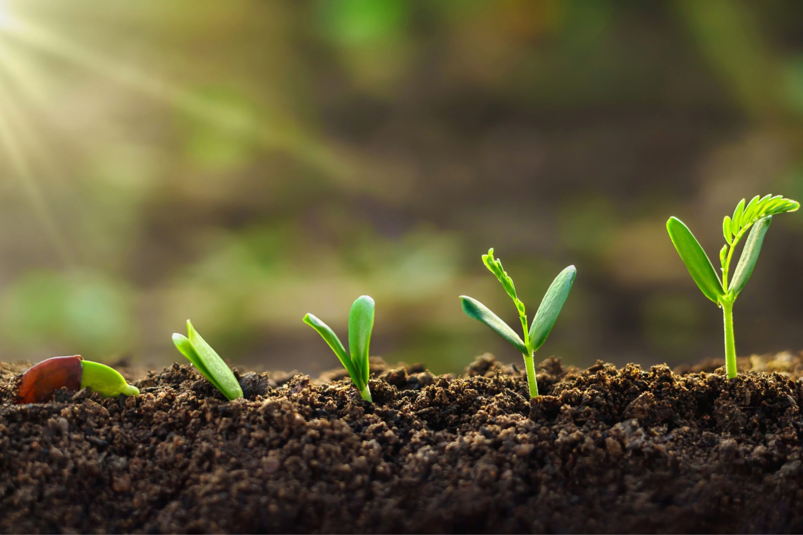 Małe rośliny wyrastają z ziemi