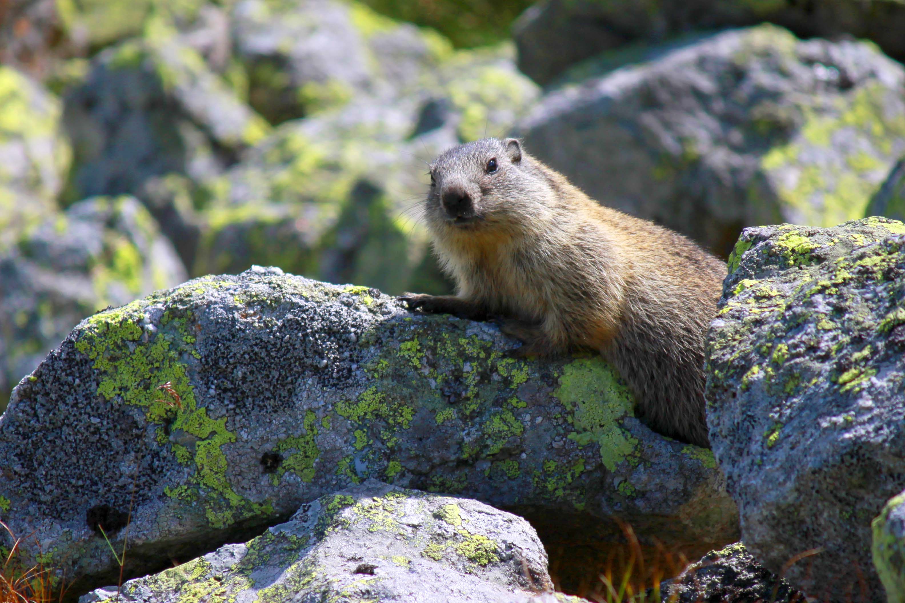 Świstak w Tatrzańskim Parku Narodowym, fot. Jan Piotr – Adobe Stock